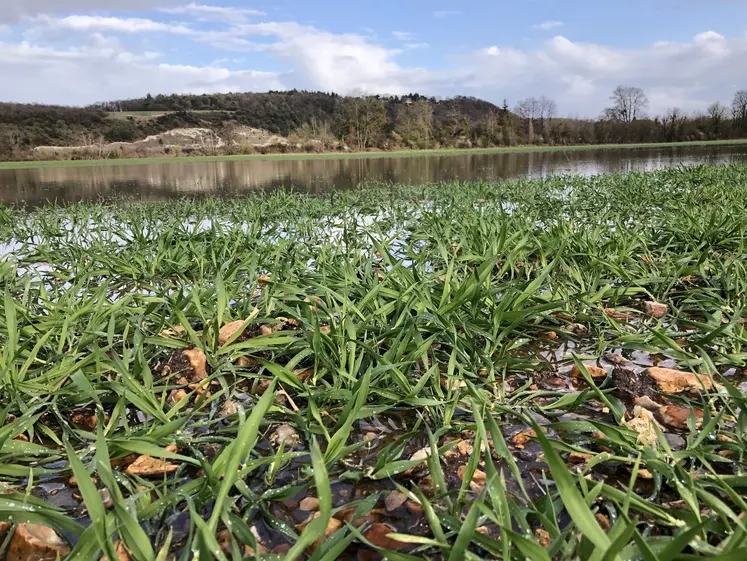 parcelle d'orge inondée