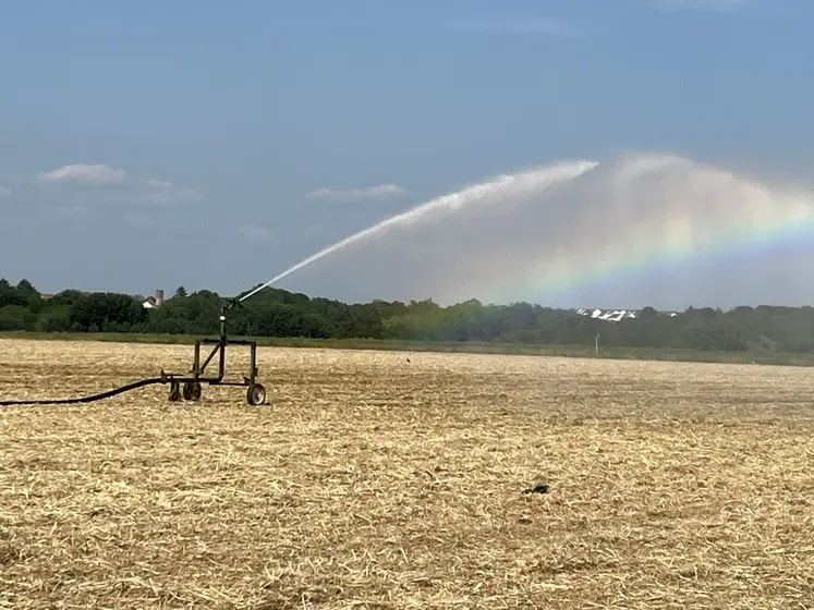irrigation dans un champ de maïs.