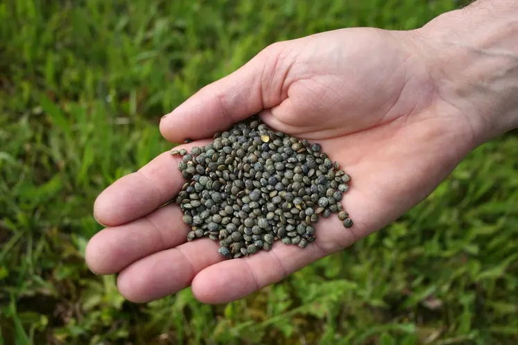 lentilles vertes tenues dans une main devant un champ