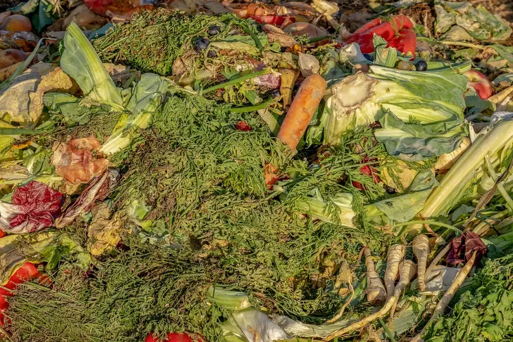 différents légumes abimés