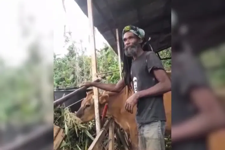 Images d'une exploitation agricole à Mayotte, deux mois après le passage du cyclone de Chido 