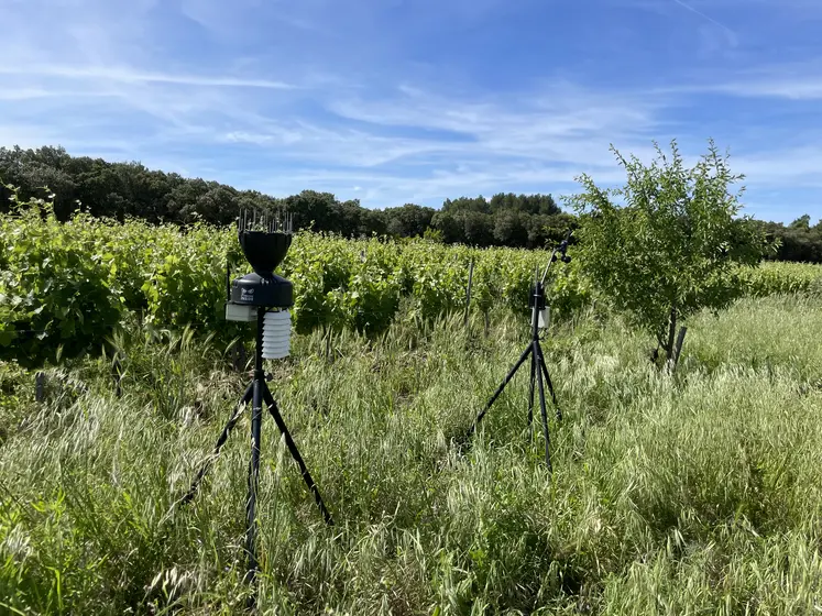 station météo au bord d'un champ de vigne