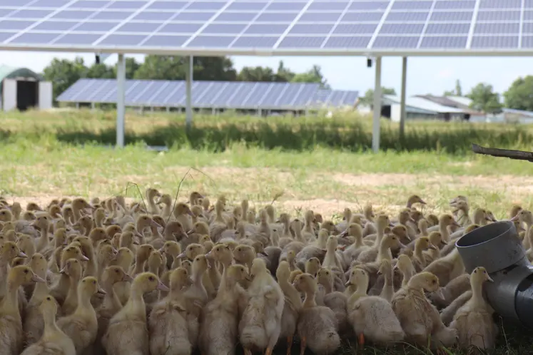  Jeunes canards mulards à l’abri sous les panneaux agrivoltaïques.