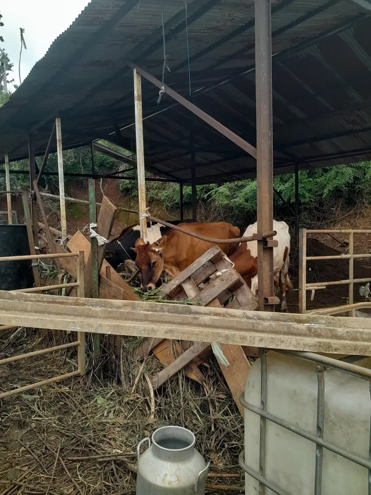 Images d'une exploitation agricole à Mayotte, deux mois après le passage du cyclone de Chido 