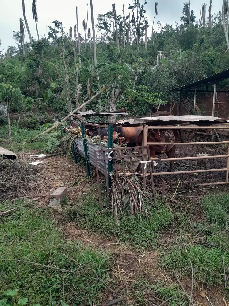 Images d'une exploitation agricole à Mayotte, deux mois après le passage du cyclone de Chido 