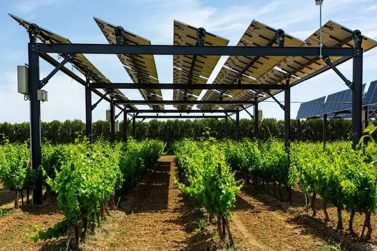 Ombrières photovoltaïques au-dessus de vignes   