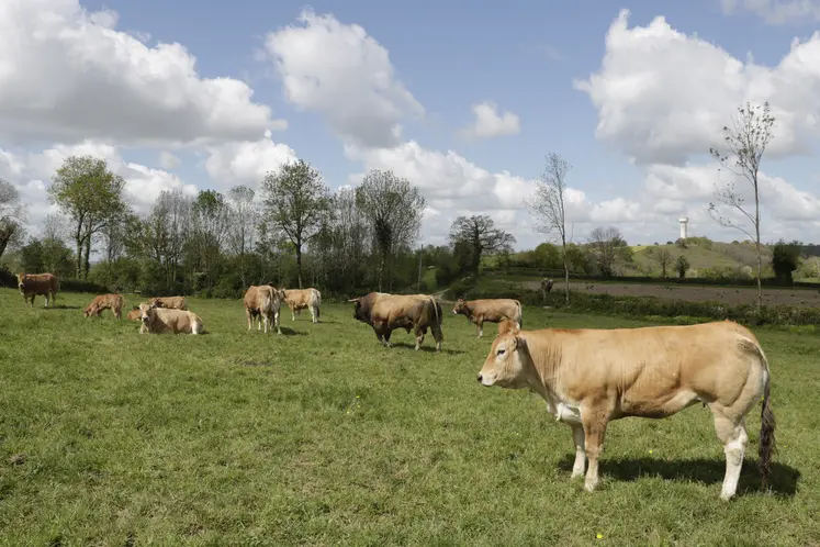 vaches au pré