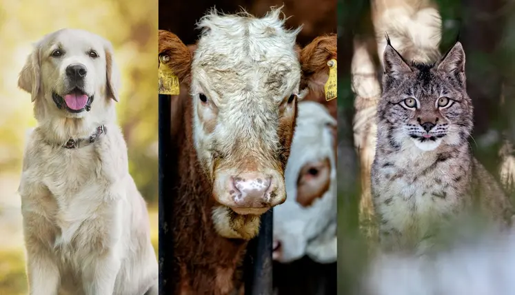 chien, vache, lynx sur une affiche de la Fondation 30 millions d'amis