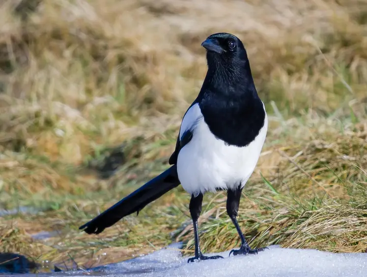 Pie bavarde dans une prairie. 