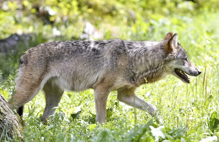loup européen 