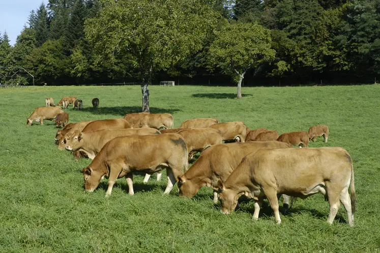 Troupeau de limousines au Pâturage  