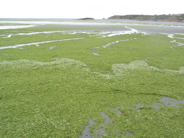 algues vertes échouées sur une plage