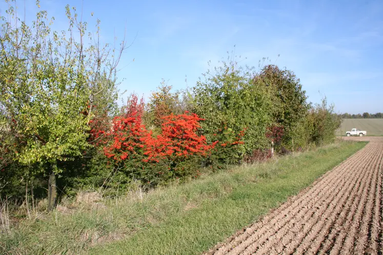 végétation en bordure de champ