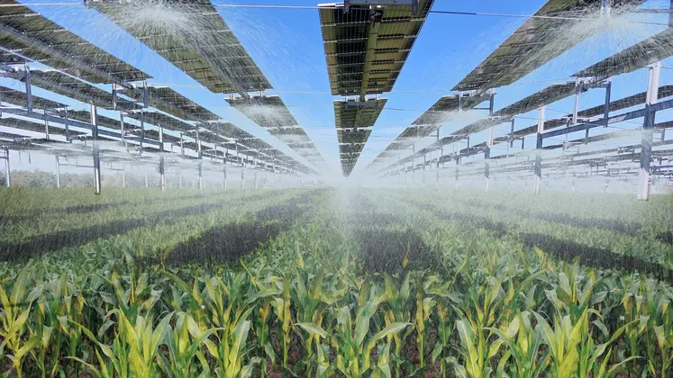 Cultures irriguées sous canopée agricole.