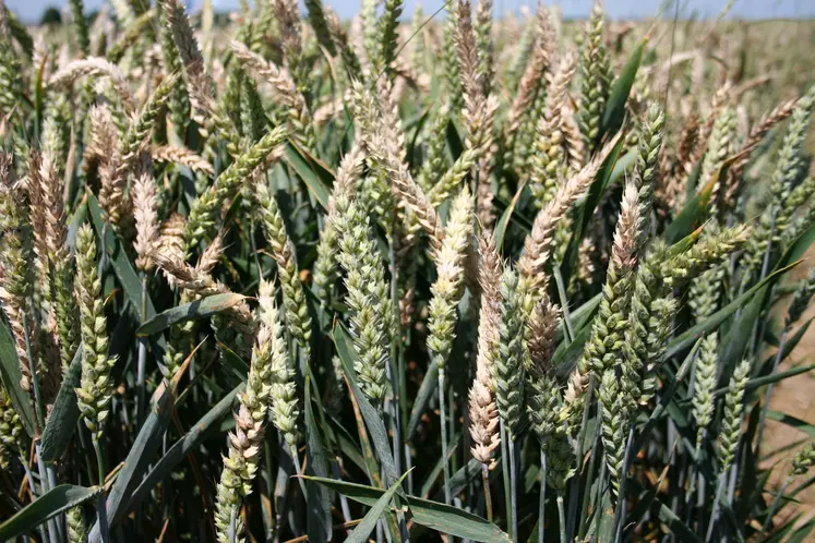 épis de blé tendre fusariés, contenant des mycotoxines produites par le champignon Fusarium. 