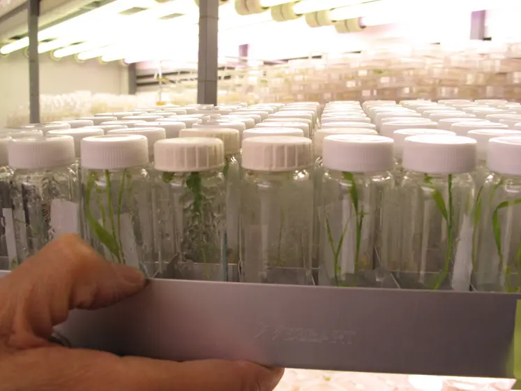  Fioles de semences en culture in vitro en laboratoire de biotechnologie végétale et de sélection de variétés de céréales à paille. 