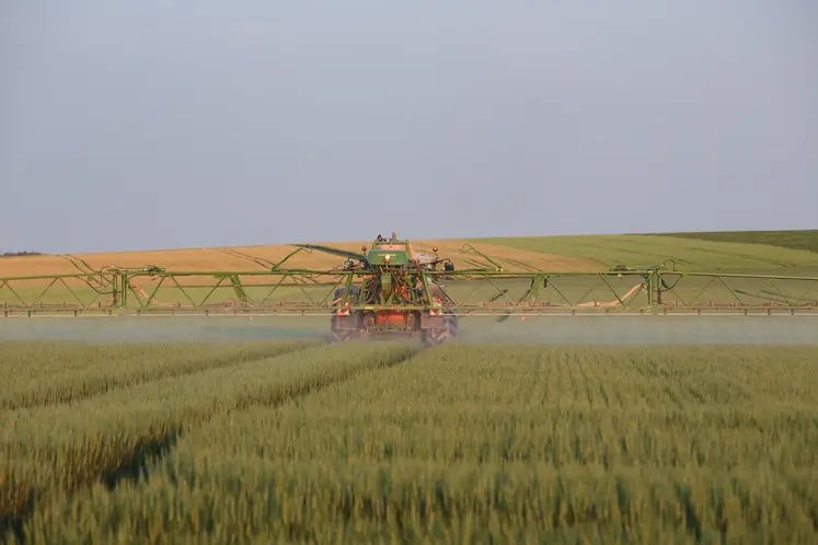 Pulverisation d'un insecticide dans un champ de blé. 