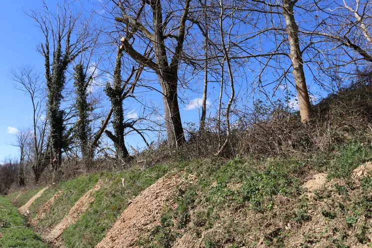Haie taillée en bordure d'un champ.