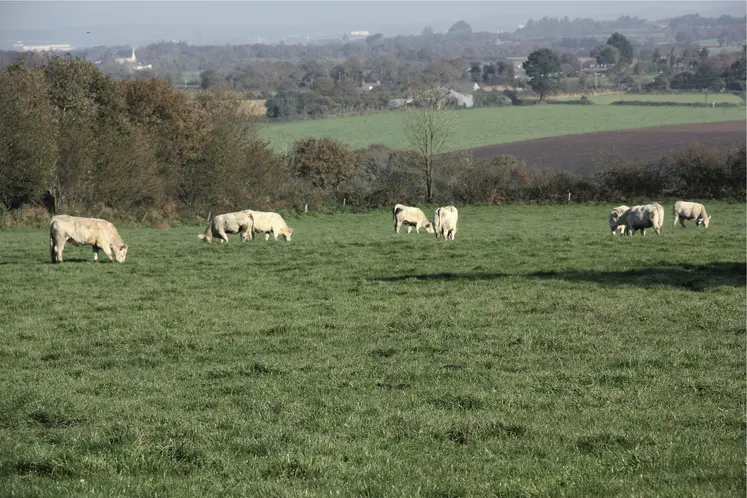 vaches dans un pré avec maisons au loin