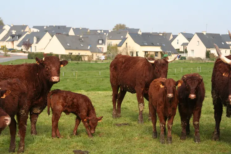 vaches dans pré et en arrière plan des maisons