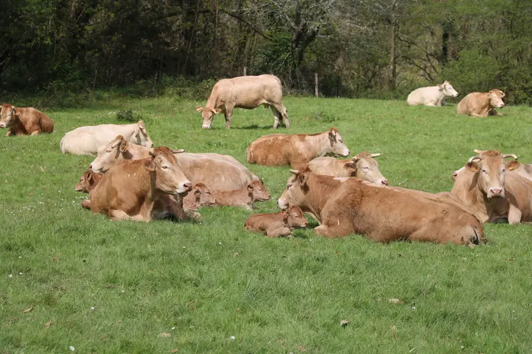 vaches dans un champ