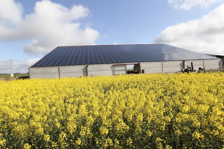 champ de colza et en arrière plan bâtiment agricole avec toit photovoltaique
