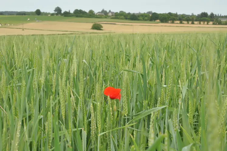 Coquelicot dans un champ de blé