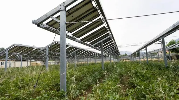 Panneaux photovoltaïques au-dessus de cultures.  