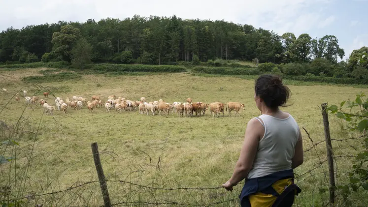 Eleveurs regardant leur troupeau de vaches allaitantes.