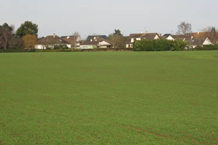 Parcelle agricole cultivée sur fond de lotissement