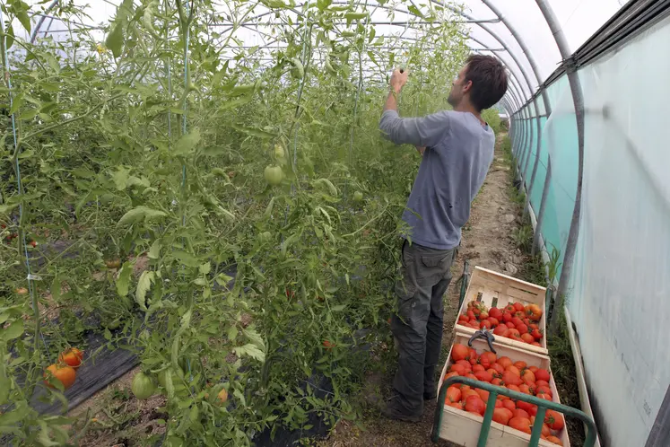 Serre de culture de tomates chez un maraîcher en Normandie