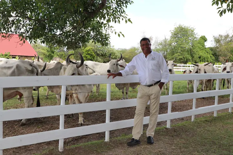 L'eleveur martiniquais André Propser devant ses vaches Brahman