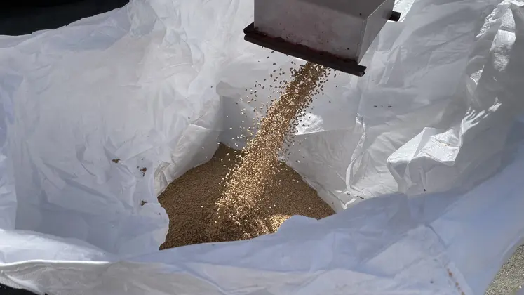 Remplissage d'un big bag de semences traitées par une entreprise de triage et de préparation de semences à façon. 