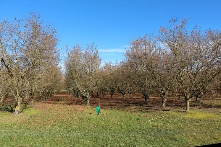 Champ de noisetiers à Cancon, capitale de la noisette. 