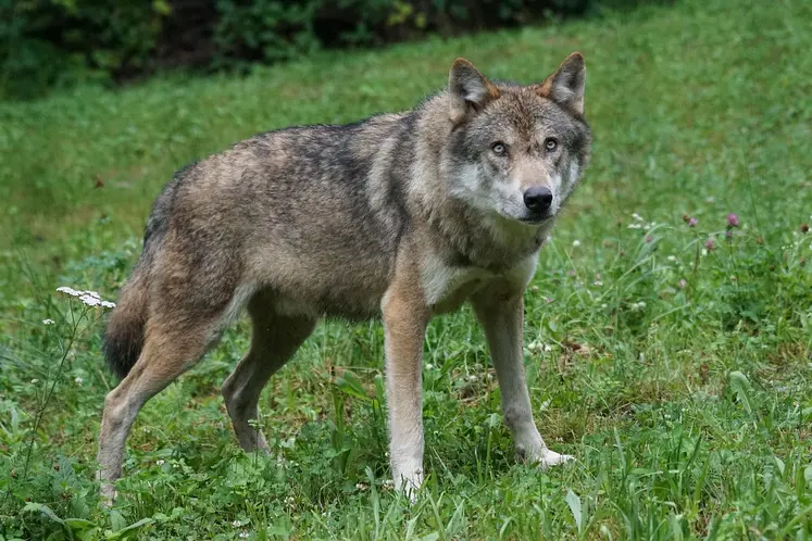 Loup dans un pré