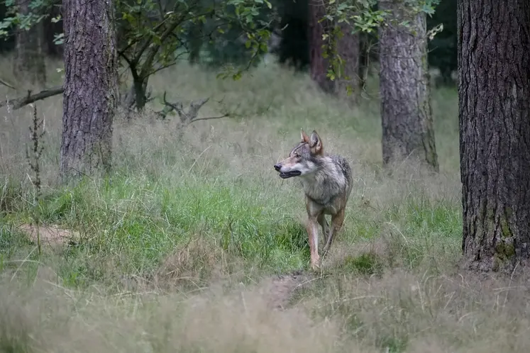  Loup se promenant dans une forêt de pins  