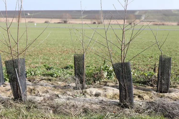 jeunes arbres plantés en haie entre deux champs