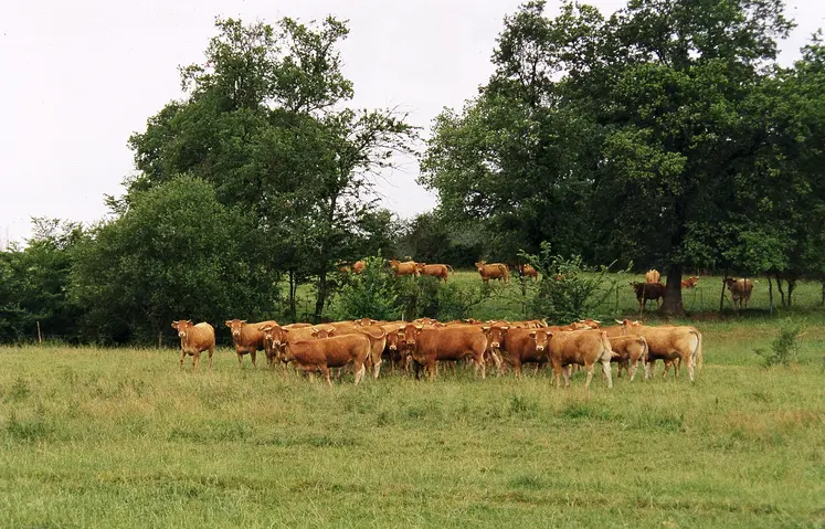 Troupeau de vaches limousines.
