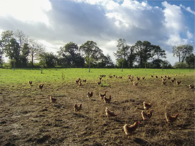 poules et arbres en arrière-plan