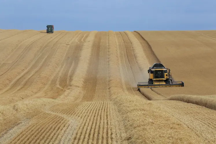 Paysage agricole estival avec la moisson d'un champ de céréales  