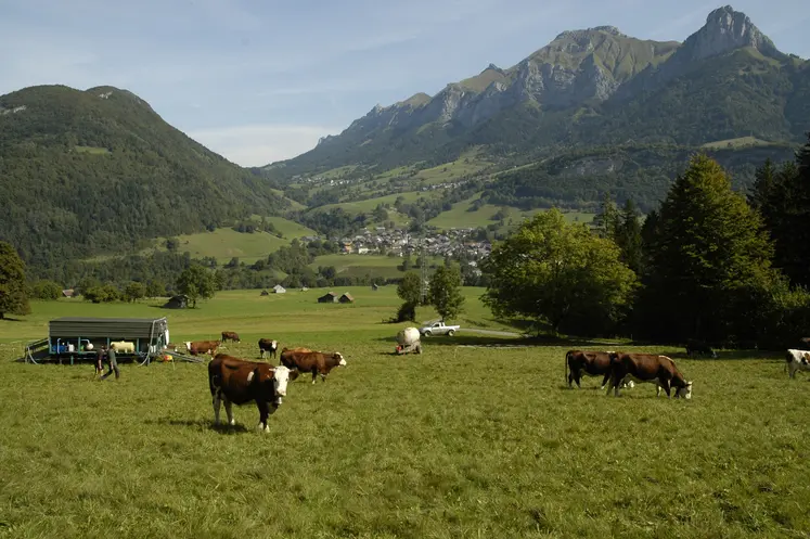   Elevage laitier au pâturage en Savoie  