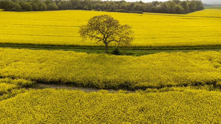 arbre au milieu de champs de colza