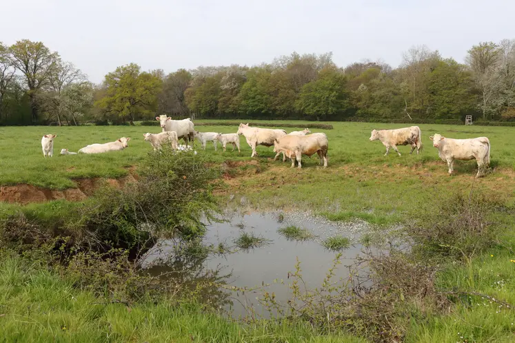 bovins dans un pré près d'une mare