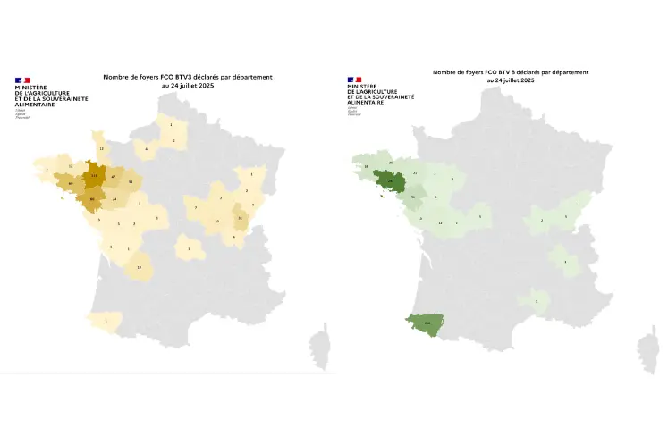 Cartes de France présentant le nombre de foyers de FCO 3 et de FCO 8 par département entre le 1er juin et le 24 juillet 2025.