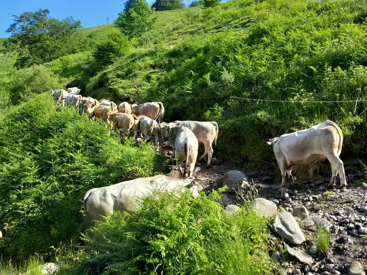 Vaches gasconnes sur un chemin de montagne