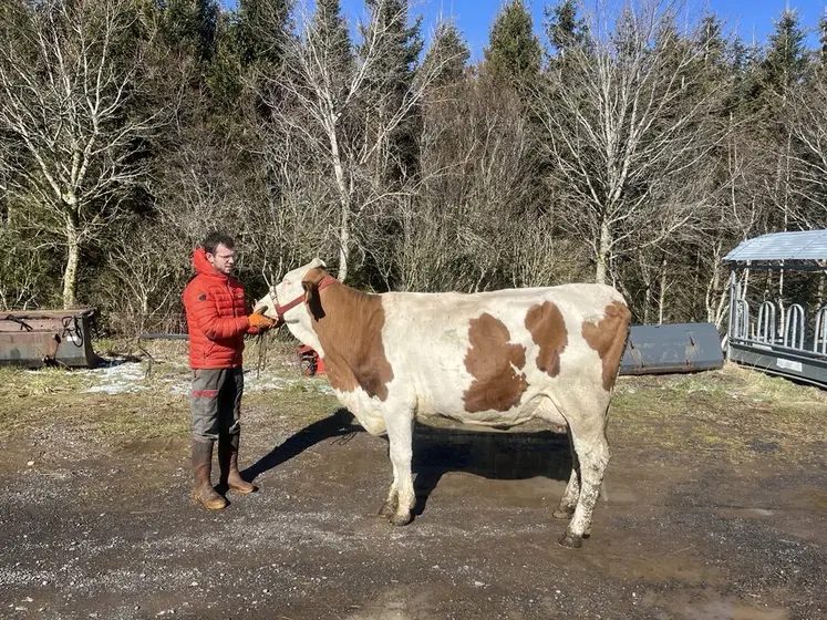 Hugo Baraillé avec une vache