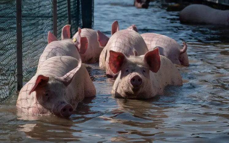 plusieurs porcs avançant dans l'eau