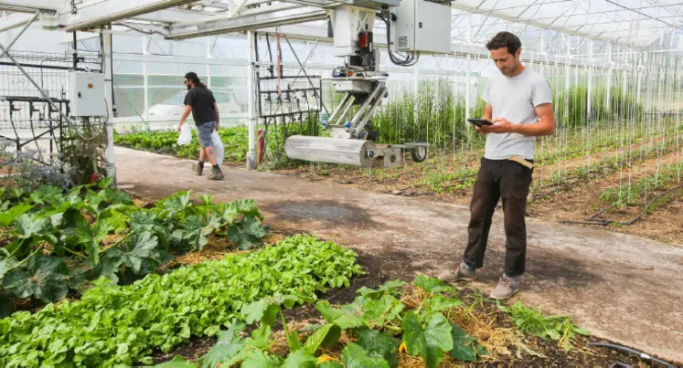 légumes sous serre