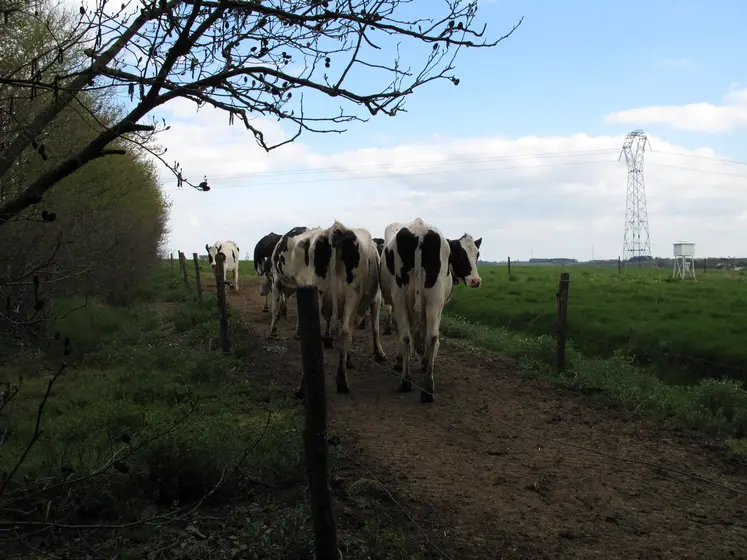 Vaches laitières dans une prairie avec des clôtures et des lignes électriques. 
