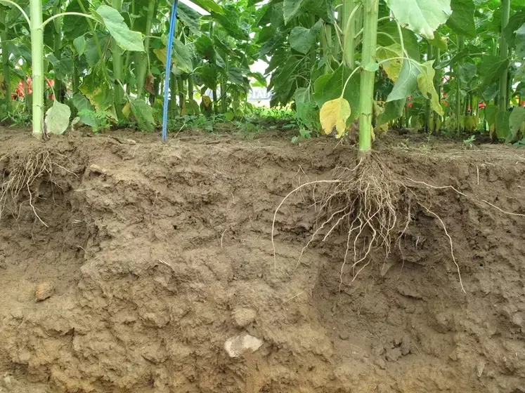 Coupe de sol agricole